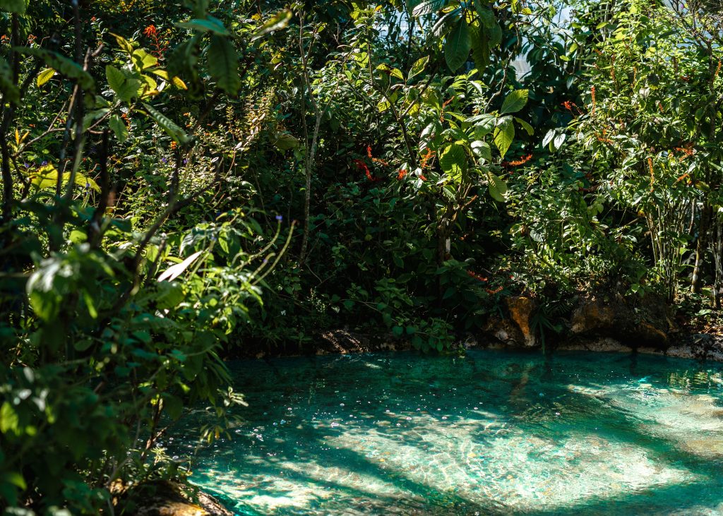 Clear natural pond water shining under sunlight in a dense green garden environment.